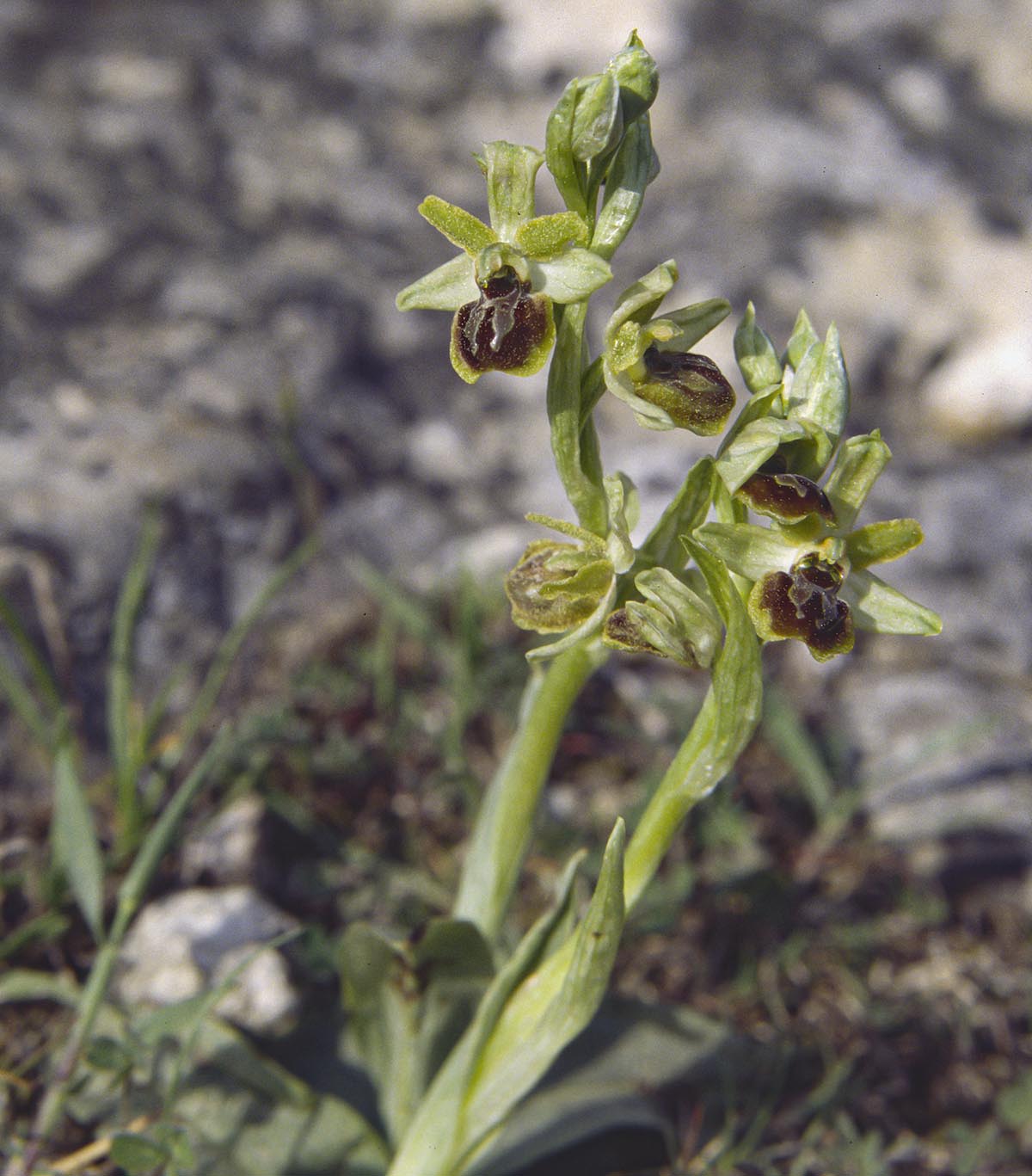 Habitus